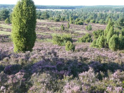 Blühende Heide